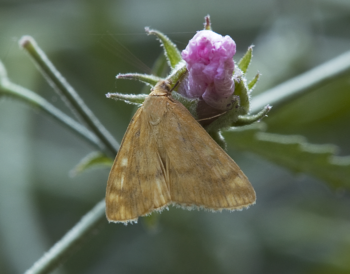 Sithocroa verticalis Crambidae